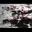 Seerosen gibt es auch in Laos